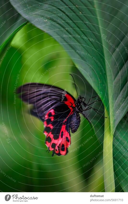 red butterfly on green leaf, swallowtail Butterfly Insect Leaf Green Red flora fauna Nature Animal Plant Close-up Environment daylight naturally Detail Small