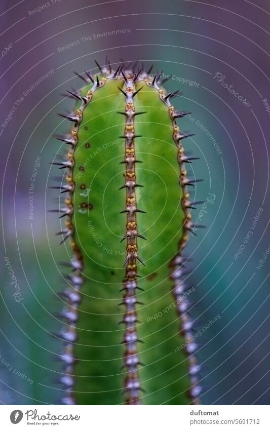 Close-up of a green cactus with spines Cactus cacti cactuses family Botany Flower Leaf Nature Blossom Fresh Floral Thorn pretty background Esthetic