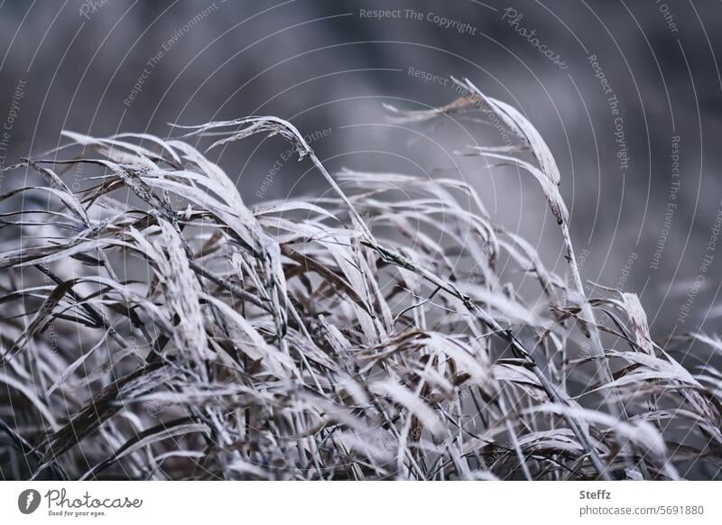 Reed grass in the wind reed reed grass Wind Grass in the wind windy Agitated winter grass Blown away Gray Common Reed dried up grasses blades of grass