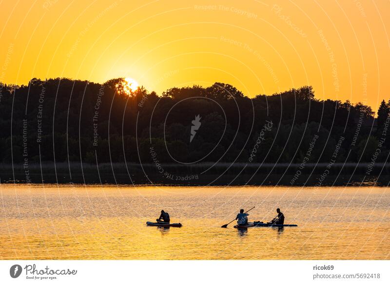Surf paddlers on the Warnow at sunset in the Hanseatic city of Rostock Warnov River city harbour Sunset Stand-Up Paddler Mecklenburg-Western Pomerania Town bank