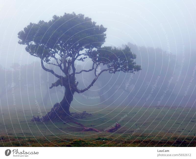 In the Cloud Forest Fog Tree Eerie somber Mystic old trees poor visibility Landscape Mysterious Moody Nature Cold Wet Damp Gray Misty atmosphere Weather