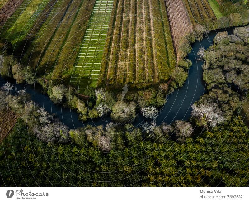 Aerial view of the Umia River as it passes through Albariño wine cultivation fields in Oubiña, Cambados aerial view river vineyards Albariño wine vineyards