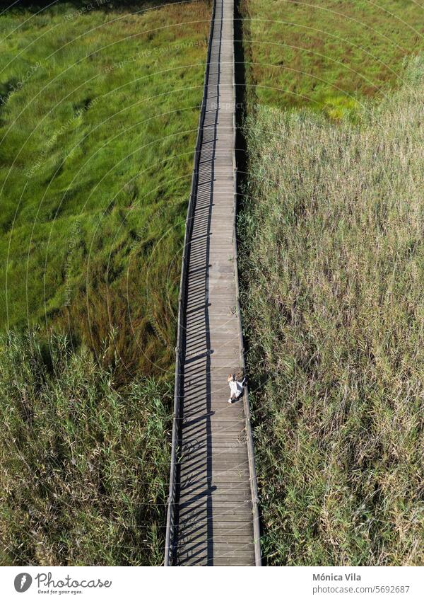 A person walks along the wooden walkway of the Catoira marshes in the area of ​​the Torres del Oeste stroll overhead view wetland nature Galicia landscape