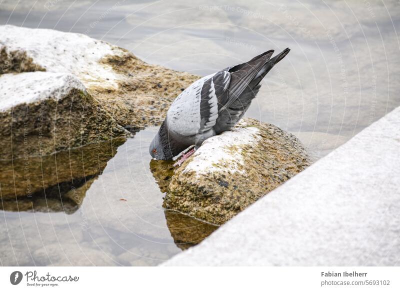 Pigeon refreshes itself in a lake wood pigeon city dove Water bank Drinking Germany