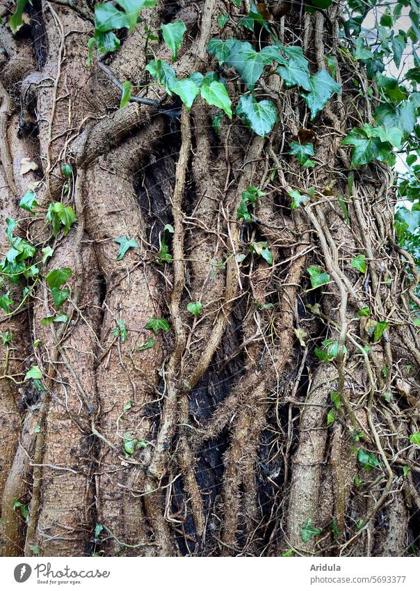 Large ivy plant entwines a tree Ivy Green Plant Freeloader parasitic plant Tree Nature Growth Foliage plant Tree bark Tendril Death of a tree roots Creeper