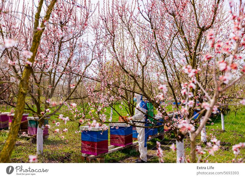 Gardener wearing protective overall sprinkles fruit trees with long sprayer, apiary is in the orchard Aerosol Agriculture Apiary Backlight Beehive Biochemical