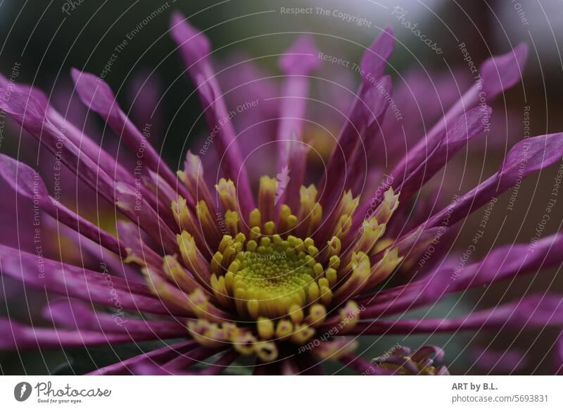 When spring awakens Delicate rolled petals Rolled Inspection nature macro Chrysanthemum flowery Flower flower photo Headstrong blossoms bud Season purple Yellow