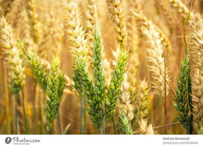 Close-up of golden and green ears of wheat, grain background closeup yellow growth nature agriculture harvest food plant summer seed cereal farm crop rural