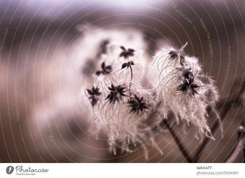 fluffy and soft Clematis Plant seed stand Close-up Nature Soft Faded Delicate Sámen Shallow depth of field White Deserted Wild plant Ease dandelion Easy