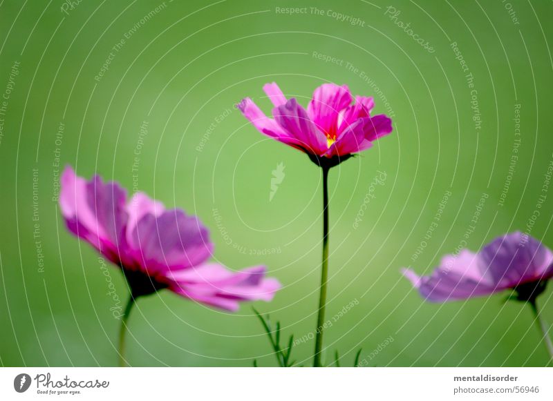blurred green & sharp violet Flower Plant 3 Blossom Leaf Blur Green Background picture Violet Romance Orchid Nature Pink plants blooms blossoms flowers white