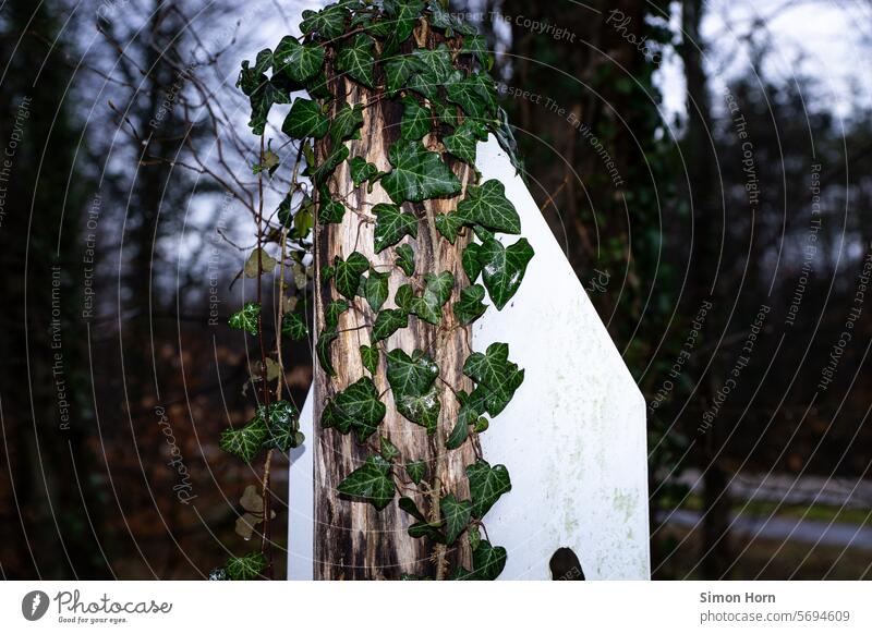 Shield on overgrown deadwood sign Overgrown Log useful Forestry Infrastructure Edge of the forest Clue foreign bodies Timber Wood Tree trunk Ivy creeper