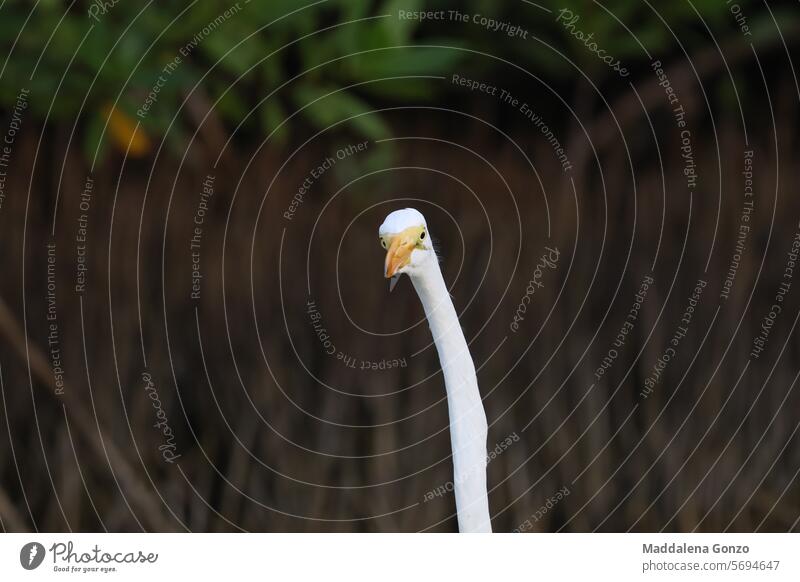 Curious egret bird looking to the camera with inquisitive attitude Egret long neck white curious wondering funny bird attiture spontaneous shot portrait natral