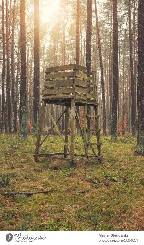 Photo of a deer hunting stand in a forest. deer stand hunting tower raised hide blind nature outdoor tree landscape wooden season view scenery environment
