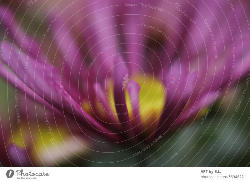 Through the flower blossoms bud flower photo purple Yellow Nature Headstrong Chrysanthemum Blossom Spring Flower flowery Close-up Season blurred