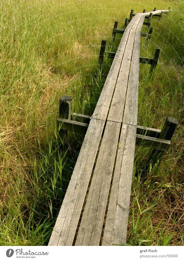long footbridge through the swamp Footbridge Grass Wood Marsh Bridge