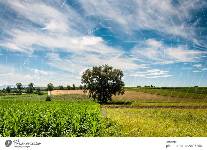 In the middle of the Kaiserstuhl Field Beautiful weather Clouds Sky Summer Panorama (View) Relaxation Plant Agriculture Vine Tree Landscape Nature Trip Tourism