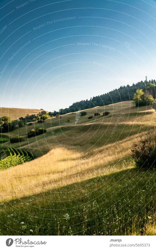squashy Trip Tourism Summer Kaiserstuhl Relaxation Idyll Beautiful weather Sky Landscape Hill Grass Nature Inclined position Soft