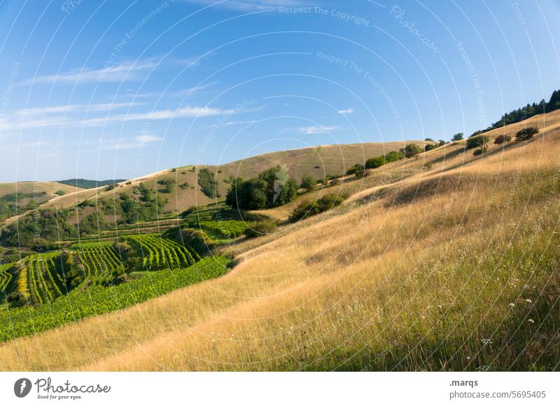 terraces Trip Tourism Summer Kaiserstuhl Relaxation Idyll Beautiful weather Sky Landscape Hill Grass Nature Inclined position Soft Vineyard Wine growing
