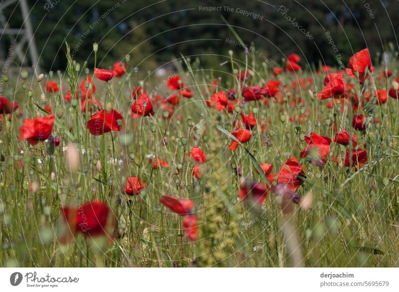 They are blooming again, the poppies Poppy flower meadow Day Nature Exterior shot naturally Red Close-up Deserted Environment Plant Colour photo pretty