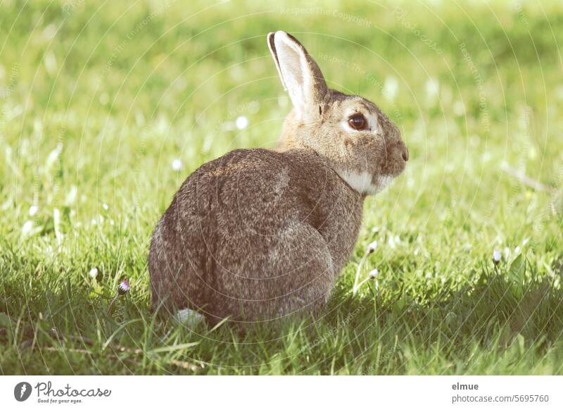 R for ...  Ram - brown mottled rabbit on the green meadow rammer Hare & Rabbit & Bunny Easter Easter Bunny Pet Pelt long-eared Hare ears Cute Animal portrait