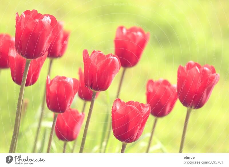R for ... red tulips Tulip Tulip time Spring Red Spring flowering plant tulipa lily plant Liliaceae Flower Blog Blossom leave happy easter Spring fever