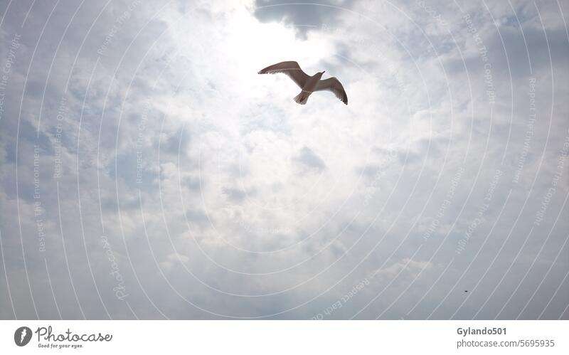 Seagull in a cloudy sky Silvery gull Bird flies Blue Sky Clouds coast Animal Nature Exterior shot Flying Grand piano Wild animal Freedom Beak Summer