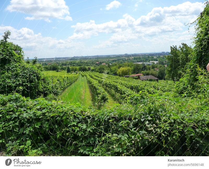 A vineyard on the Bisamberg with a view of Vienna. Town Suburbs Wine growing Vines Nature Green Sky Blue Clouds Lower Austria local recreation Trip Hiking