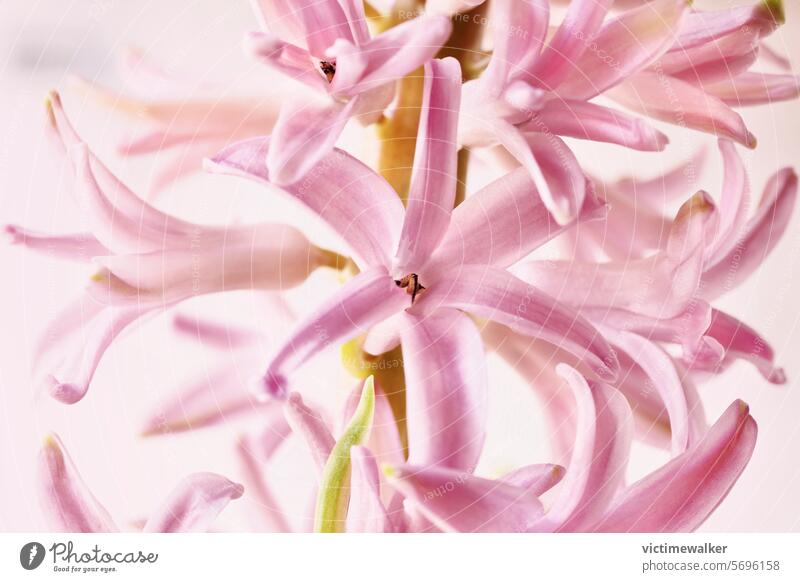 Pink flowers of  hyacinth detail plant pink color studio shot copy space floral springtime blossom closeup nobody flowering plant background indoor bulbous