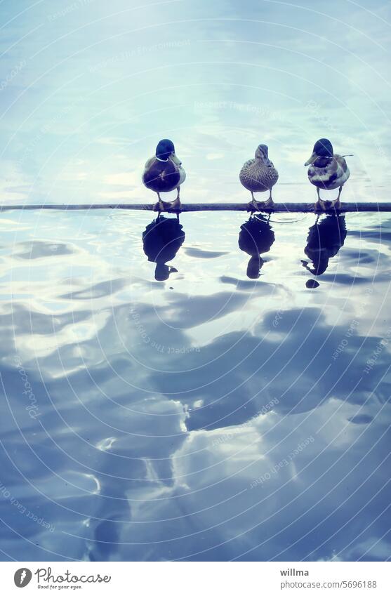 The beloved ducks Water three 3 Drake Fleet three waterfowls Mallard reflection