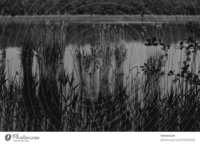 Analog black and white photograph, reeds on the shore of Lake Holbeck Analogue photo analogue photography analog photography analog image Analogue picture