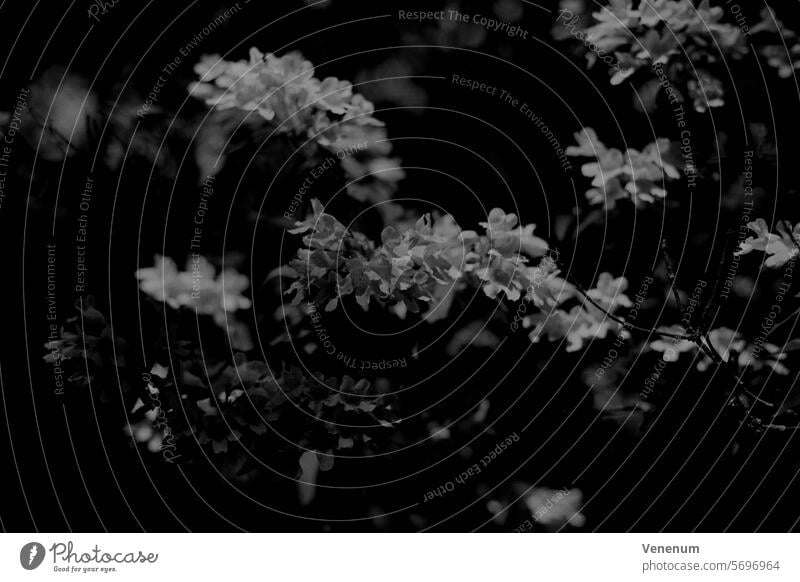 Analog black and white photography, white tree blossoms in spring Analogue photo analogue photography analog photography analog image Analogue picture