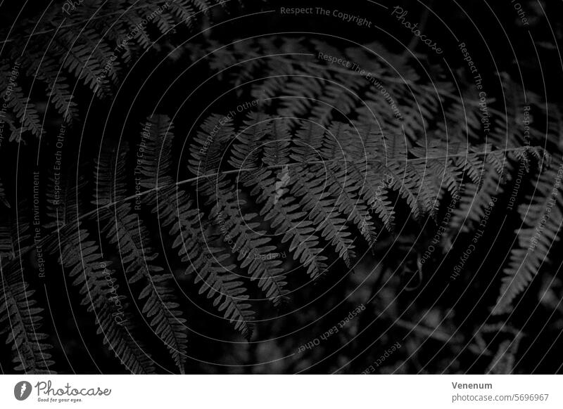 Analog black and white photography, fern plant in summer Analogue photo analogue photography analog photography analog image Analogue picture Photography Photos