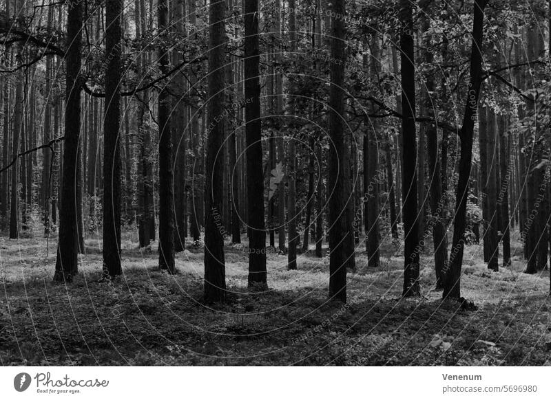 Analog black and white photography, forest in summer with light and shadow Analogue photo analog photography analog image Black White Gray Black & white photo