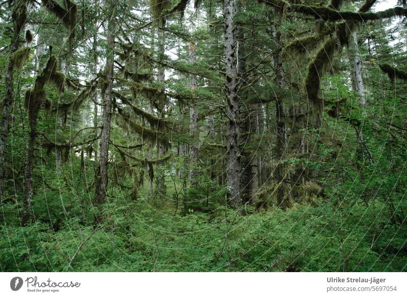 Alaska | Bartlett Cove mossy rustic forest Forest forest landscape bark Wood Branch trunk Tree bark all over the place Insect-friendly Untouched