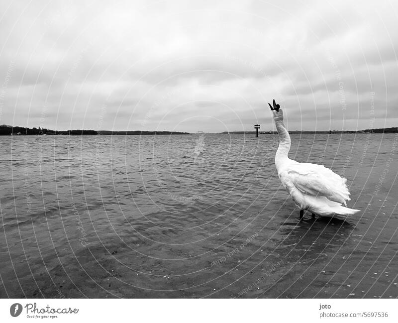 Swan shakes itself in the water on the bank Ocean Horizon Baltic Sea farsightedness melancholy Loneliness Lonely on one's own daintily Elegant White gooseneck