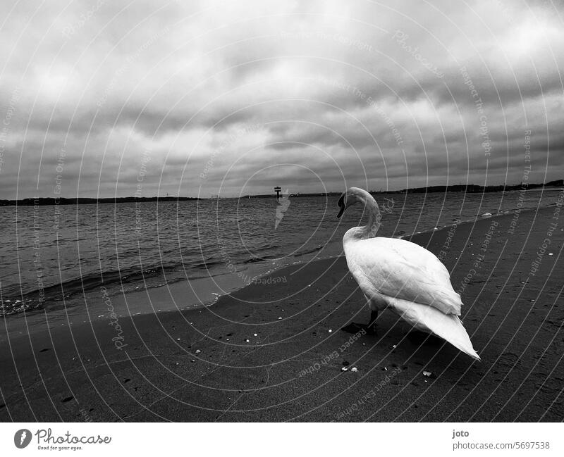 Swan walks on the beach to the sea Ocean Horizon Baltic Sea farsightedness melancholy Loneliness Lonely on one's own daintily Elegant White gooseneck Water