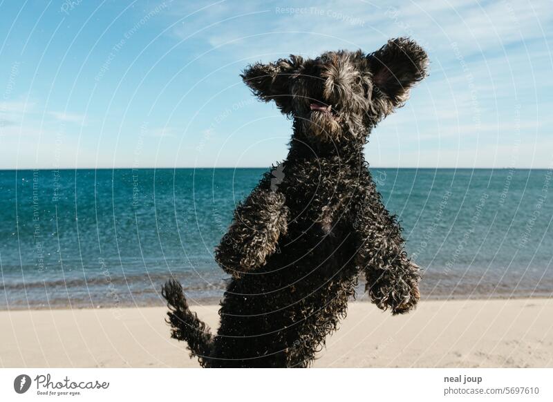 Shaggy black dog in unsuspecting pose on the beach Dog Stage Pet Cute Funny black fur Jump Hop man Whimsical Ocean Strang Horizon Blue sky Dance Wild