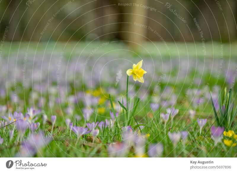 Spring blossom meadow daffodil heralds of spring Wild daffodil Narcissus Blossoming Colour photo Nature Flower Plant Spring fever Exterior shot