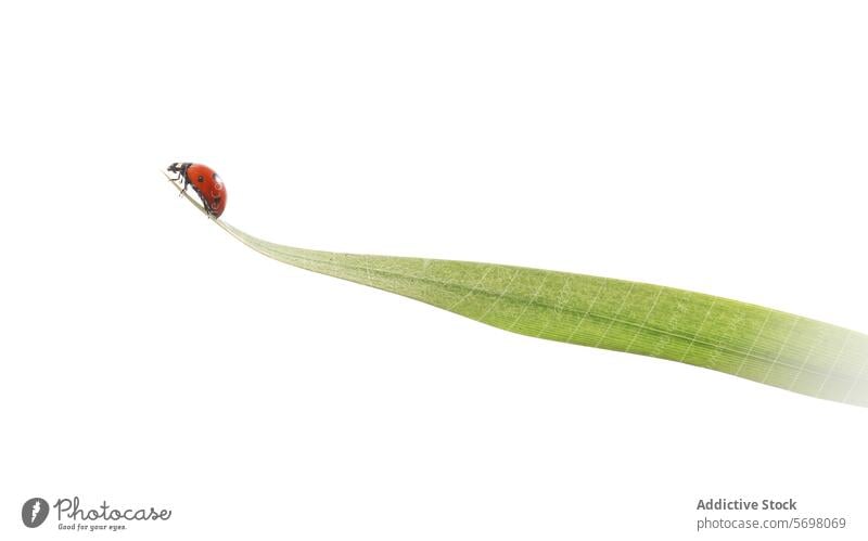 7 Spotted Ladybird in Flight over a Green Leaf ladybird flight green leaf insect white background motion nature wildlife takeoff apex plant animal spotted red