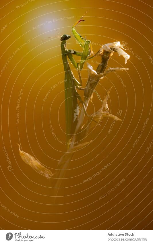 Female praying mantis perched on a dried plant female insect nature wildlife golden background macro close-up entomology arthropod contemplative pose still