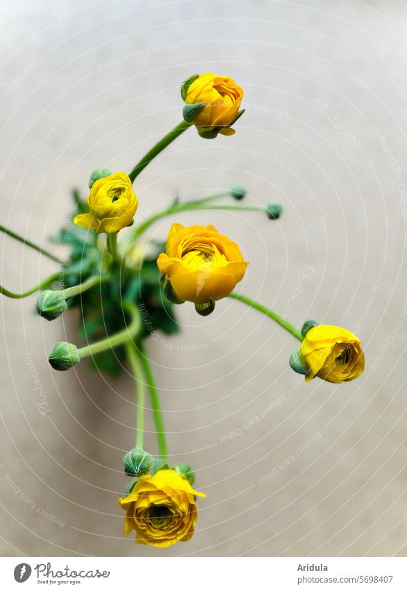 R for ... | Ranunculus Buttercup flowers Ostrich Bouquet Spring Blossom bud Vase Decoration Yellow Shallow depth of field Flower Gift flora pretty Minimalistic
