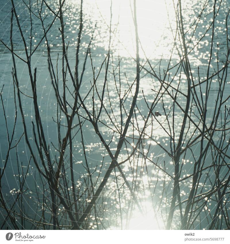 Thin branch Tree Twigs and branches ramifications Winter Bleak Sparse deciduous tree Water Lake Translucent Illuminate Brilliant Glittering glittering