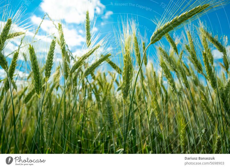 Close-up of unripe green ears of triticale against the sky field close up wheat agriculture rural background plant grain nature growth crop harvest grass farm