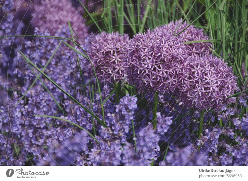 Spring | Ball leek in purple leeks Spring fever spring bed Plant naturally Nature Spring day Green Violet Blossoming Meadow spring feeling ornamental garlic