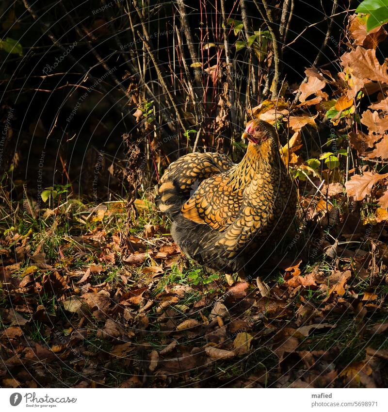 Wyandotte hen sits perfectly camouflaged in the autumn leaves and is illuminated by the sun Wyandotte chicken Farm animal Poultry Animal portrait Exterior shot