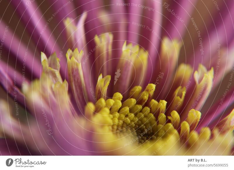 Chrysanthemum shows her soul Blossom blurred Spring Close-up Nature Yellow purple Flower Season bud blossoms Headstrong flower photo flowery nature macro
