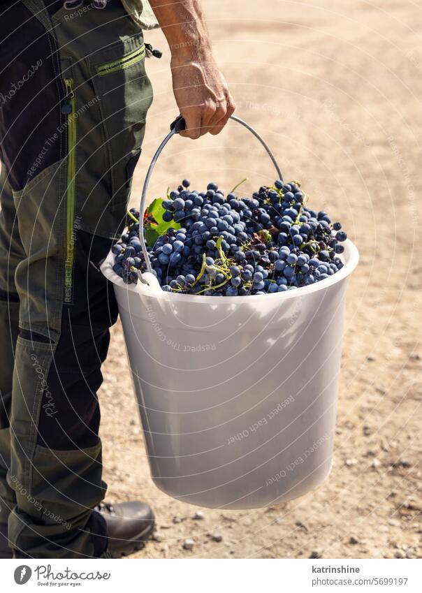 Men holding a bucket filled with red grapes during the harvest period, back view men farmer vineyard hand wine young blue white close up autumn bunch fruit