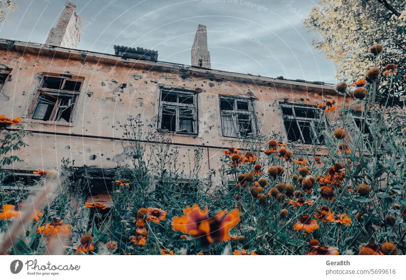 fresh natural flowers against the background of destroyed burnt houses war in Ukraine Donetsk Kherson Kyiv Lugansk Mariupol Russia Zaporozhye abandon abandoned