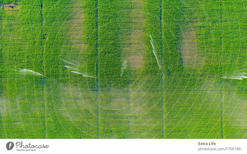 Aerial view on high pressure agricultural water sprinkler, sprayer, sending out jets of water to irrigate corn farm crops Above Agricultural Agriculture Cereal