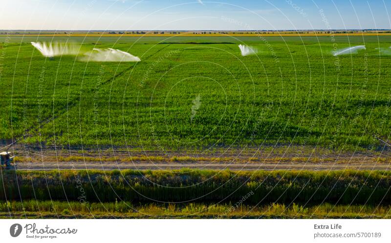 Aerial view on high pressure agricultural water sprinkler, sprayer, sending out jets of water to irrigate corn farm crops Above Agriculture Cereal Coil Corn